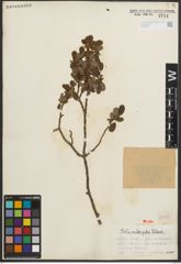 Foto von Salix oritrepha C. K. Schneid.